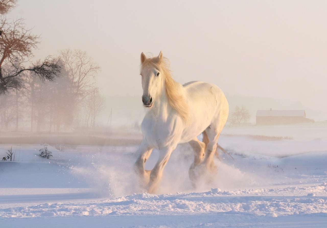 Majestueuze paarden aan serene kustlijn. Majestueuze paarden aan serene kustlijn.